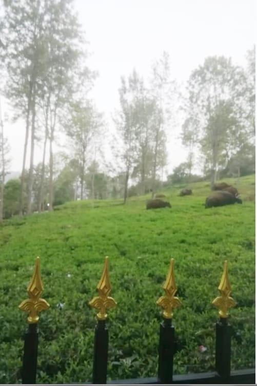 Franc Villa - Kothagiri Kotagiri Exteriér fotografie